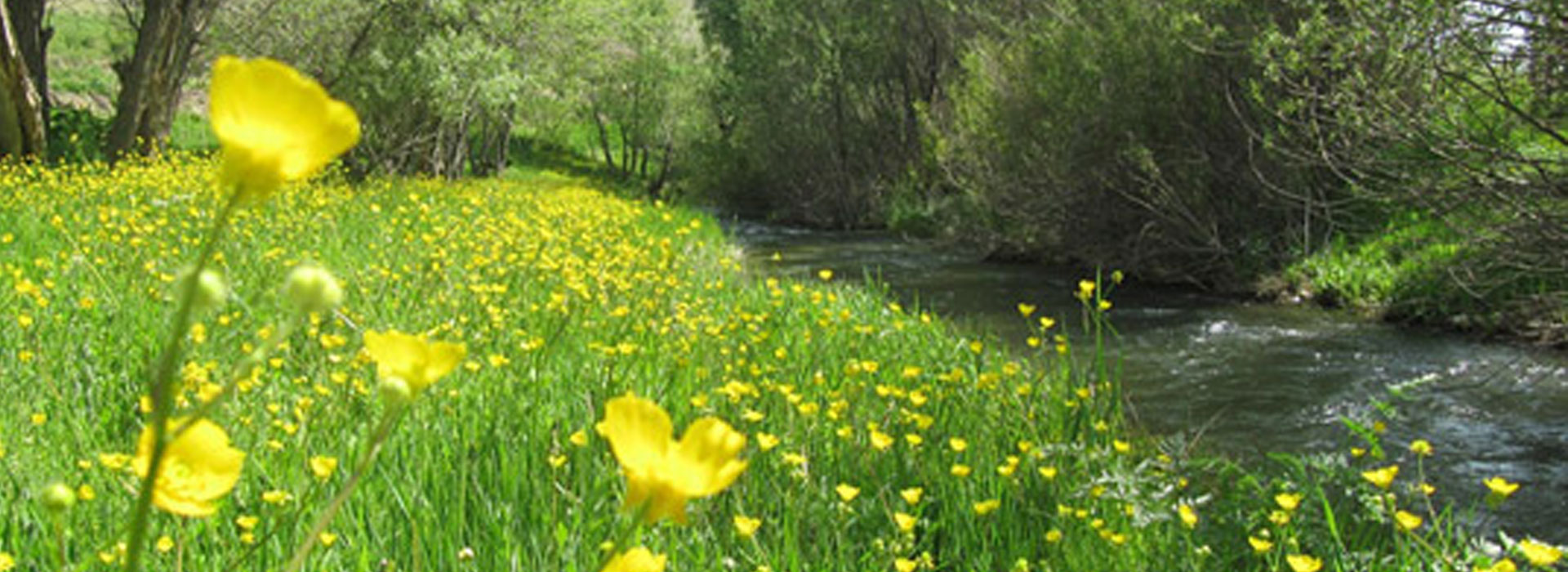 bueen-banner