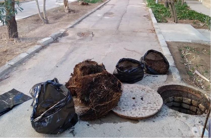 ریشه اکالیپتوس